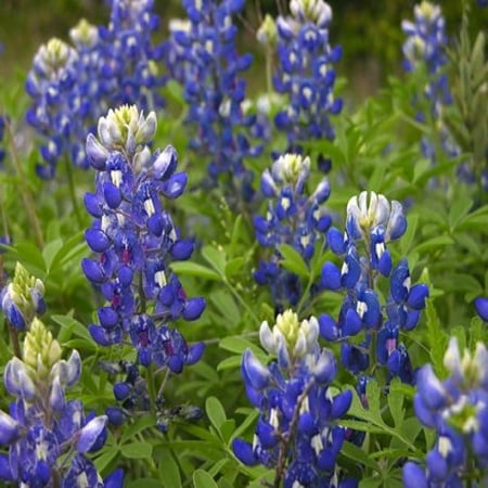 texas wildflower seeds wild flower lupine texas bluebonnet wildflower seeds walmartcom texas wildflower seeds wild flower lupine texas bluebonnet wildflower seeds walmartcom